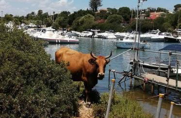 Il Campo Blu - Foto 49