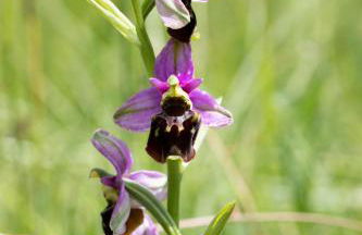 Ferienwohnung Ragwurz - Photo 6