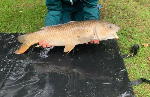 Cornish Crantock Holiday Sandy Toes - Foto 18