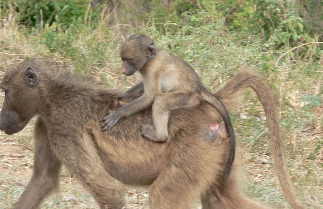 3 bed Bush-tent Under 3 Trees, for Couple Plus Chaperone Free Lionhyena Sounds - Foto 29