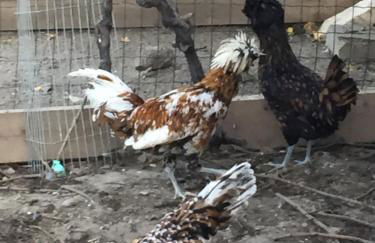 Lochererhof - Foto 37