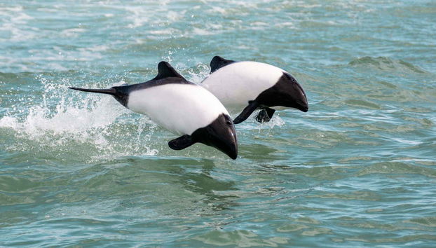 Punta Tombo Trip + Dolphin Spotting - Photo 5