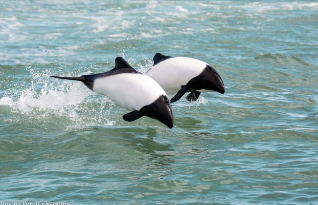 Punta Tombo Trip + Dolphin Spotting - Photo 5