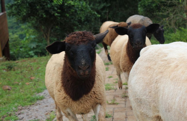 Pousada Vila Felicita - Foto 27