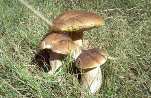 Dependance Ferienhäuser am Kastavensee - Photo 21