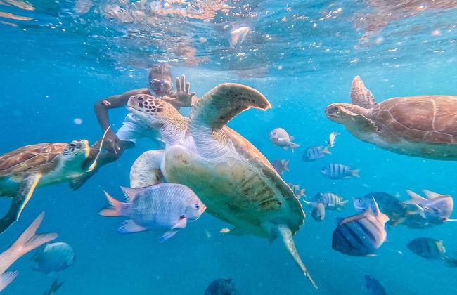 Mindelo Turtle Snorkelling Tour - Photo 1