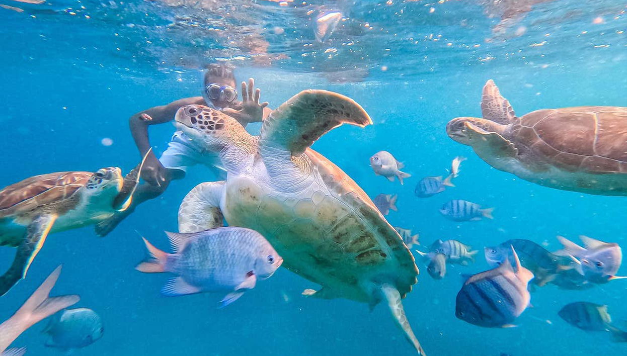 Swimming with turtles