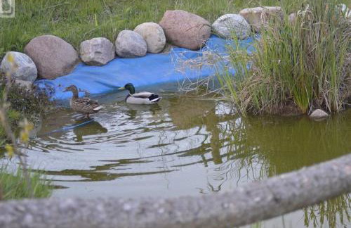 Mały Biały Domek Jeżyczki - Foto 18