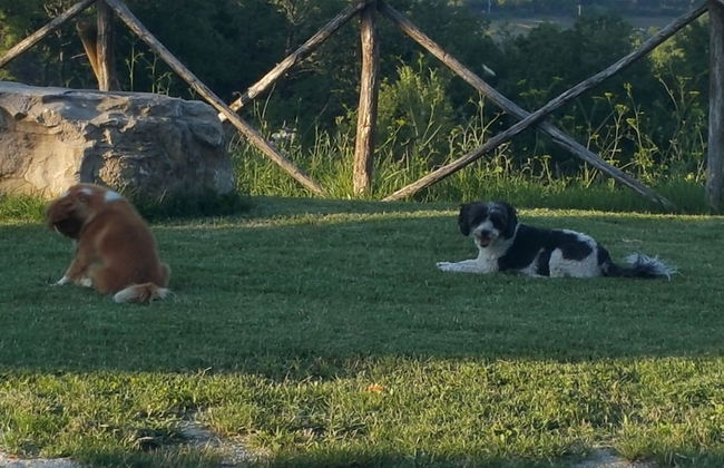 Agriturismo Le Giare - Country House - Photo 23