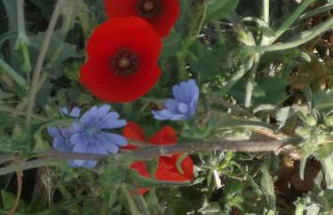 Hacienda el Mirador - Foto 9