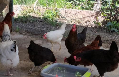 Villa Frasquita - Foto 10