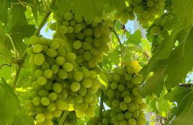 Villa Brada - Foto 23