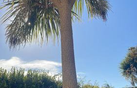 Palms - spacious, 3 bedroom, pet friendly, family holiday home - Foto 48