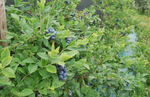 Tenuta Fortelongo - Foto 105