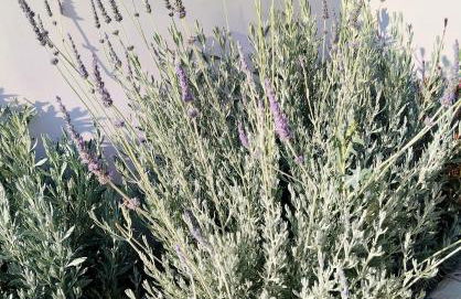 Ellie's guesthouse, Nafplio - Photo 7