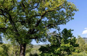 Rocca di Febbre - Foto 32