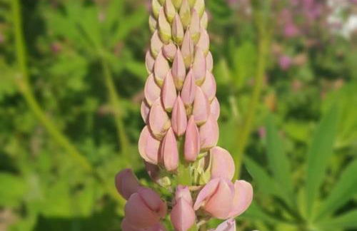 Oma Lina Haus - 4 SZ 2 Bäder großer Garten und Infrarot-Sauna - Photo 58