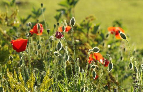 Gîte Le Logis de l'Etang de l'Aune - Foto 25