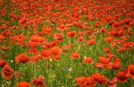 Fewo Papst Nordborchen - Foto 1