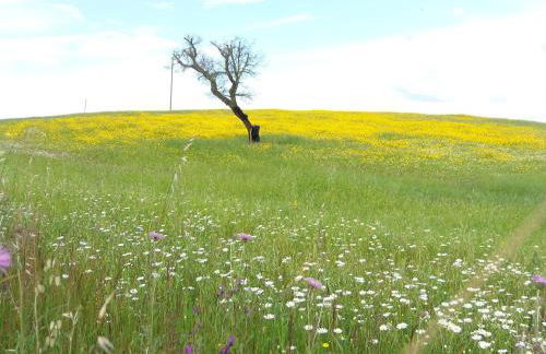 Ninho Da Poupa - Foto 34