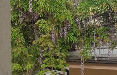 Una finestra sul glicine - Foto 1