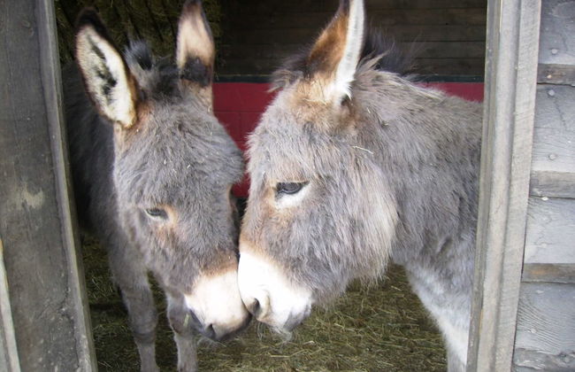 Apartment for Sixteen Person With Sauna - Photo 38