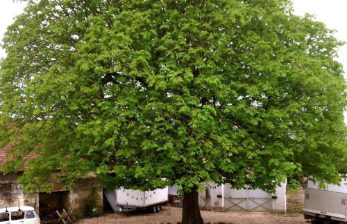 Au Coeur de la Cour - Foto 27