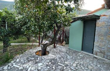 Citrus garden - Photo 28