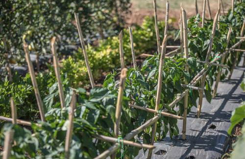 Traldi Resort - Foto 91