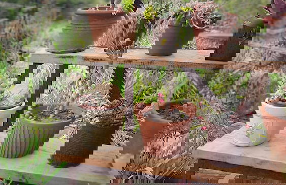 Woodlands Self Catering, Knysna - Foto 35