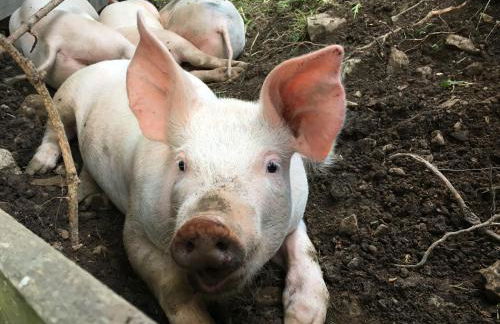 Agriturism Gscnara - Foto 40