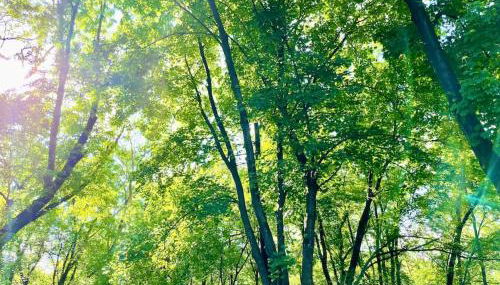 Forest and River Side Tranquil House - Foto 2