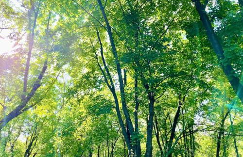 Forest and River Side Tranquil House - Foto 2