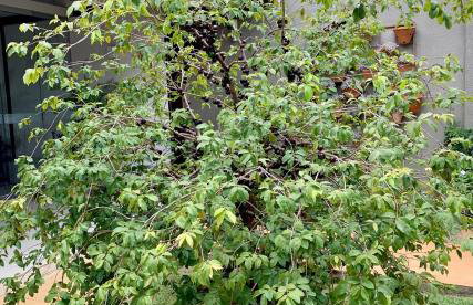 Meu lar longe de casa - Foto 21