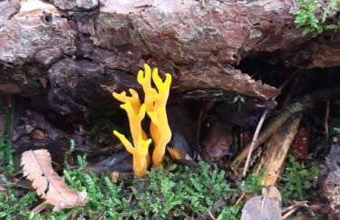 FeWo Schwarzwald von oben - Kniebis - Foto 20