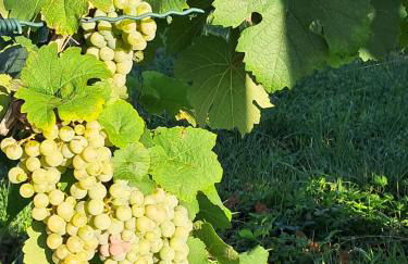 Ferienwohnung Wetterisch - Foto 14