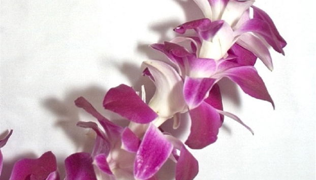 Traditioneller Lei-Gruß auf Kauai - Foto 3