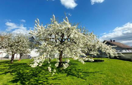 Fewo Helene im schönen Odw - Foto 31