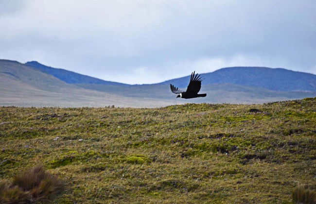 Antisana National Park Tour - Photo 6