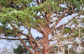 Maison sur la Presqu'île de Plougastel - Foto 23