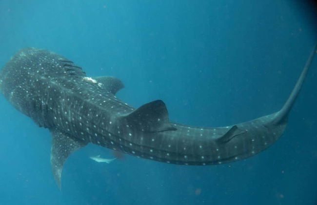 Snorkeling avec les requins-baleines à Holbox - Foto 2