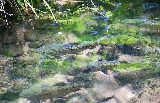 Apartment in Alsace With Private Terrace - Foto 20