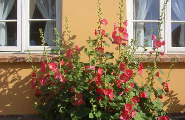 Ferienhaus Am Linden-Brink - Foto 45