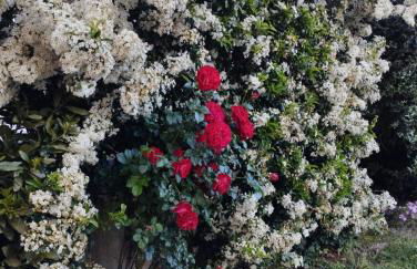 Melody house - dépendance - Foto 52