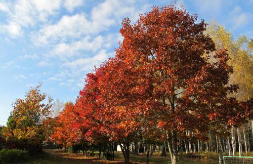 domki na leśnej polanie - Foto 42