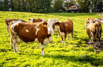 Baumhaus Samerberg - Foto 24