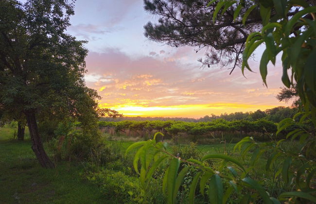 Phoenix Farms Vineyard - Foto 25