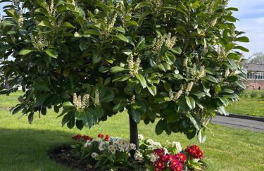 Cunninghame 4 - Foto 16