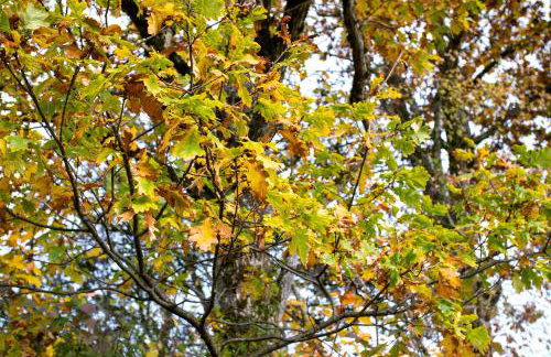 Ferienhaus Amrhein - Foto 26