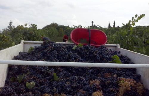 Agriturismo La Querce - Foto 15